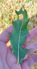Cirsium arvense integrifolium