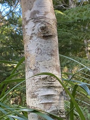 Beilschmiedia tarairi