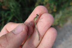 Lestes virens vestalis