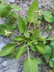 Viola