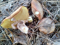 Suillus luteus