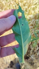 Cirsium arvense integrifolium