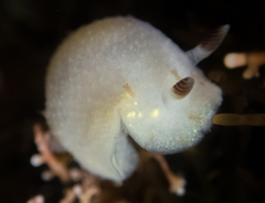 Cadlina flavomaculata