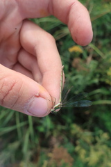 Lestes virens vestalis