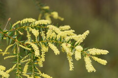 Acacia oxycedrus