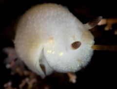 Cadlina flavomaculata