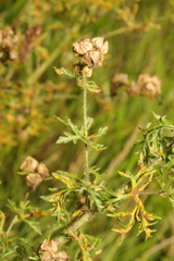 Malva moschata