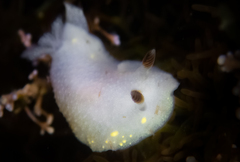 Cadlina flavomaculata