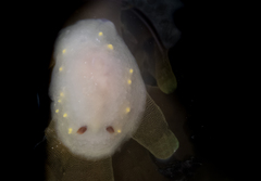 Cadlina flavomaculata