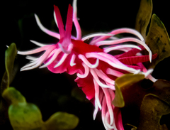 Okenia rosacea