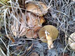 Suillus bovinus
