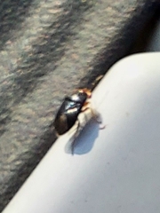 Geocoris erythrocephalus