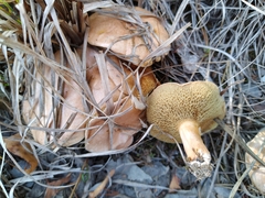 Suillus bovinus