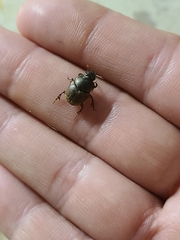 Onthophagini