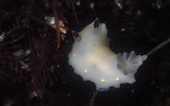 Cadlina flavomaculata