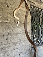 Dolichophis schmidti