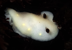 Cadlina flavomaculata