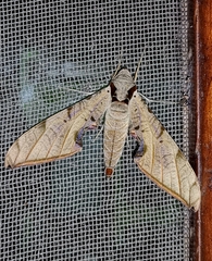 Protambulyx strigilis