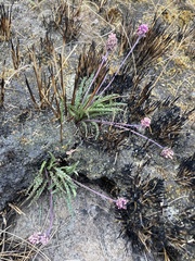 Drimiopsis