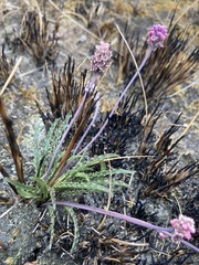 Drimiopsis