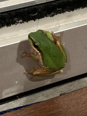 Litoria fallax