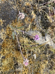 Drimiopsis