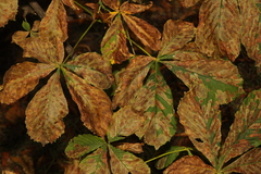 Aesculus hippocastanum