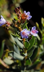 Lobostemon glaucophyllus