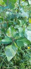 Populus