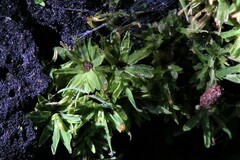 Calymperastrum latifolium