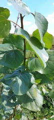 Populus