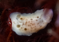 Diaulula sandiegensis