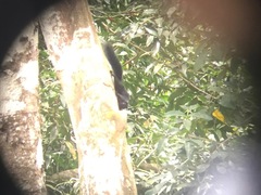 Callosciurus prevostii