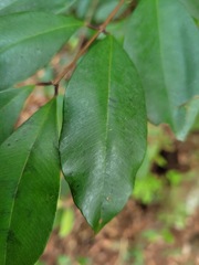 Syzygium formosanum