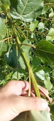Populus