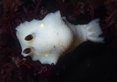 Cadlina flavomaculata