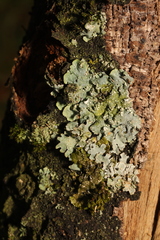 Punctelia jeckeri