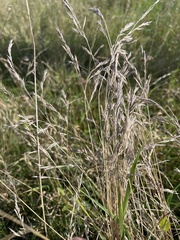 Poaceae
