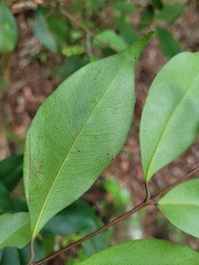 Syzygium formosanum