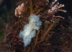 Enchiridium punctatum