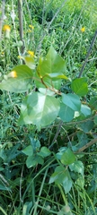 Populus