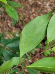 Syzygium formosanum