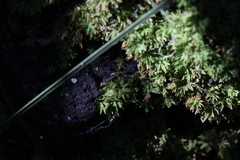 Calymperastrum latifolium