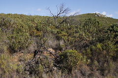 Protea lepidocarpodendron