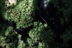 Calymperastrum latifolium