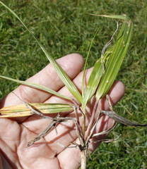 Elymus gmelinii