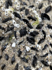 Mytilidae