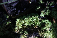 Calymperastrum latifolium