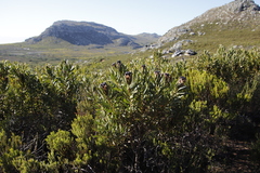 Protea lepidocarpodendron