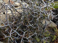 Pittosporum anomalum